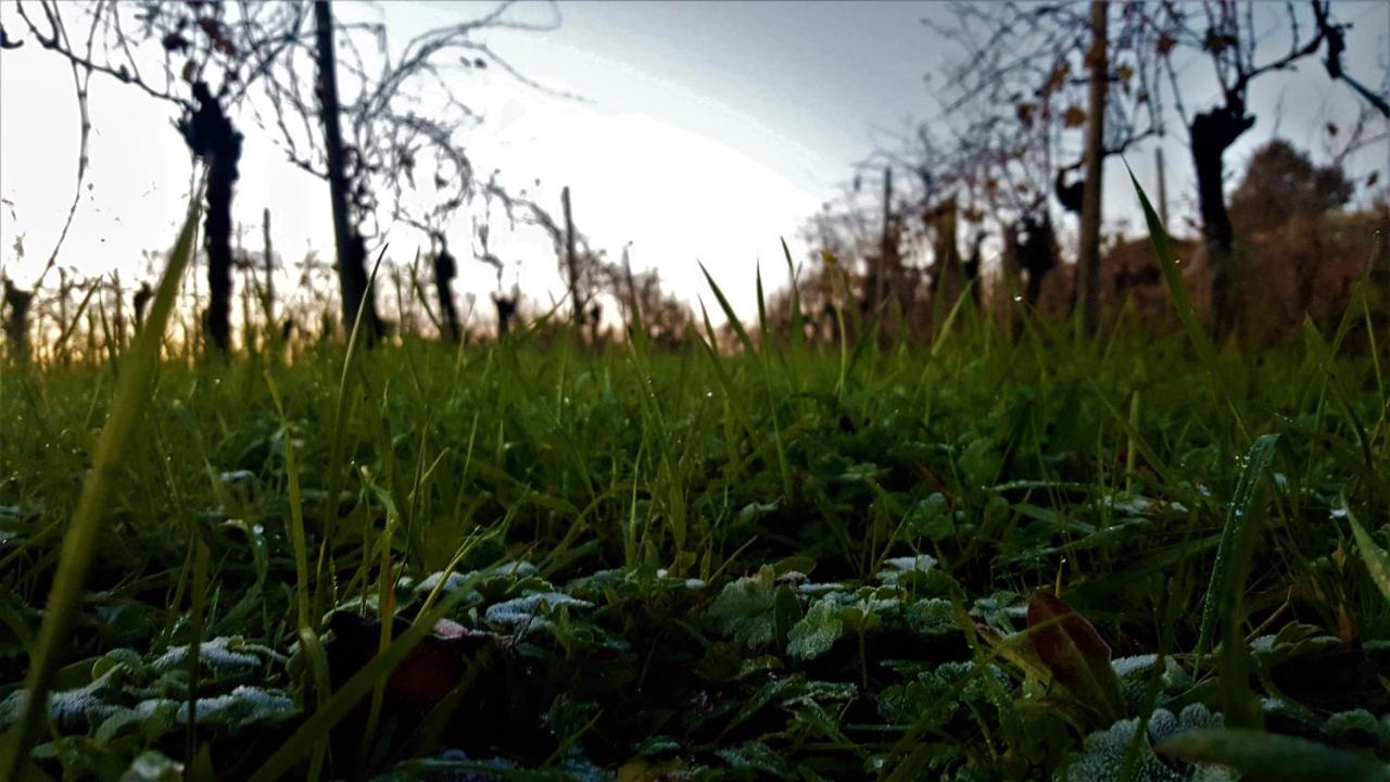 Agriturismo La Guarda Picedo 외부 사진