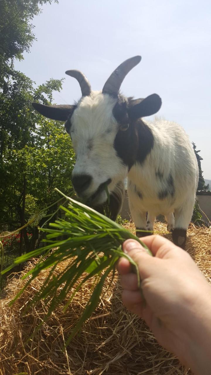 Agriturismo La Guarda Picedo 외부 사진