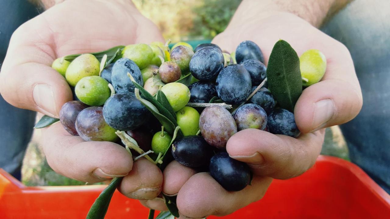 Agriturismo La Guarda Picedo 외부 사진