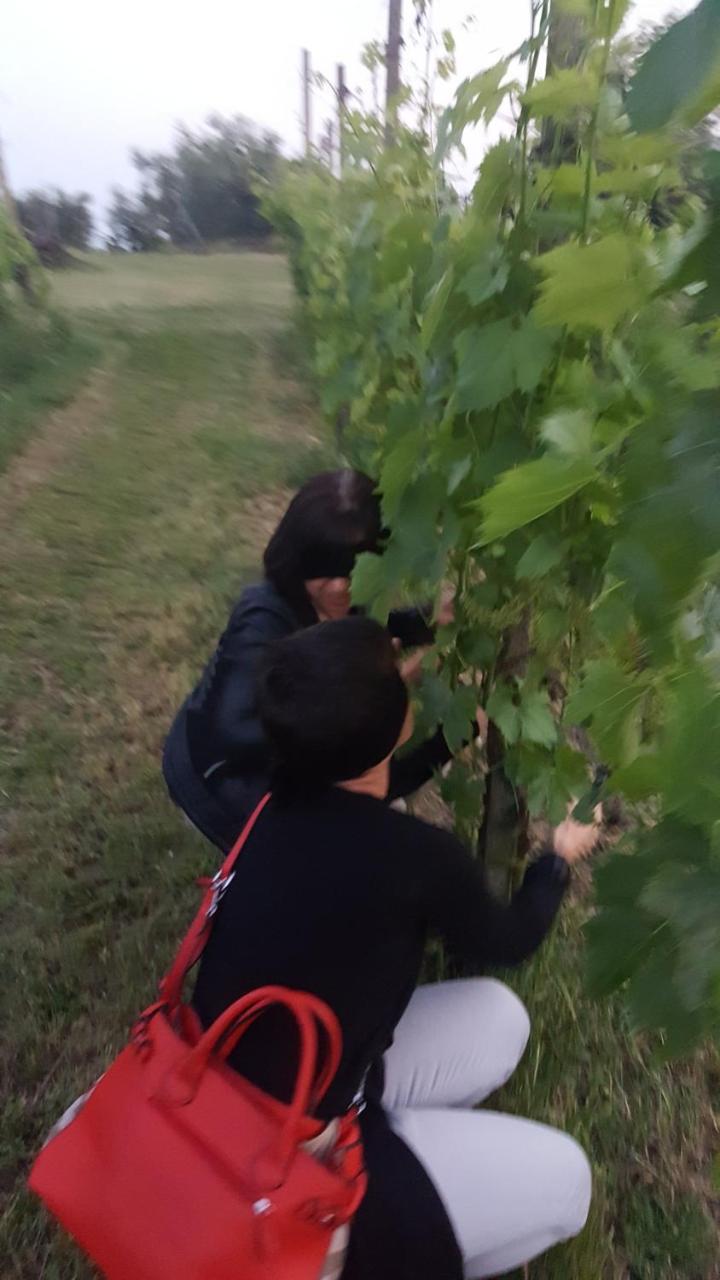 Agriturismo La Guarda Picedo 외부 사진