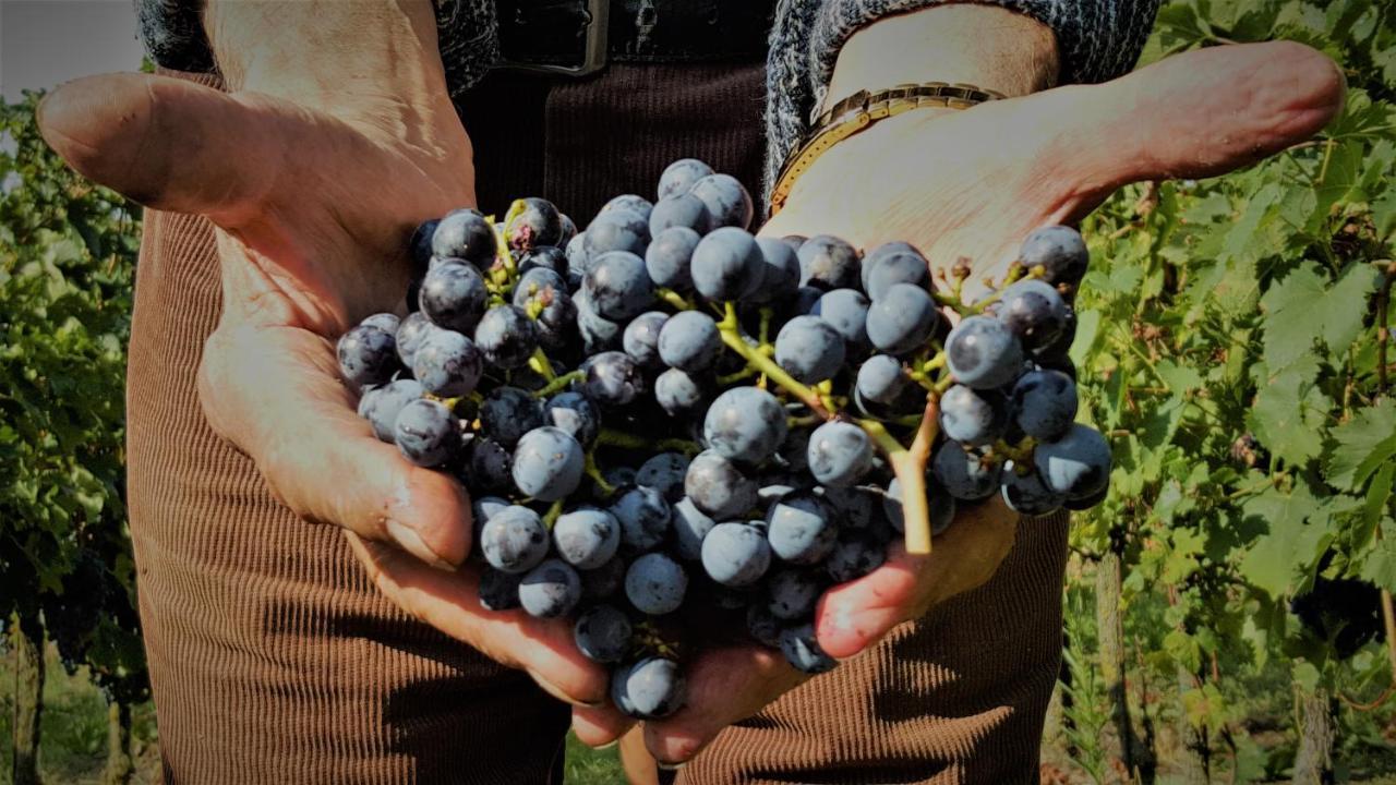 Agriturismo La Guarda Picedo 외부 사진